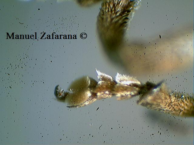 Gonipterus cfr. scutellatus (Curculionidae)